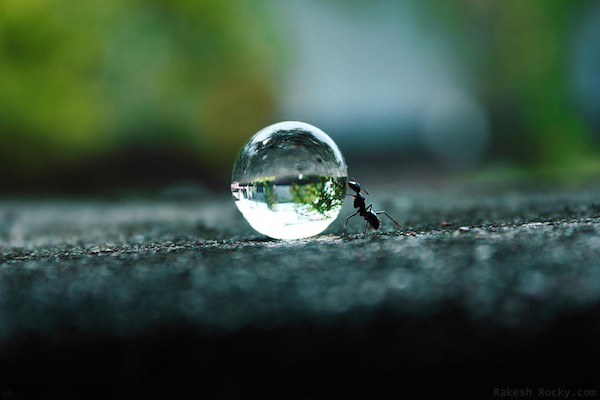 The Ants Dream by Rakesh Rocky