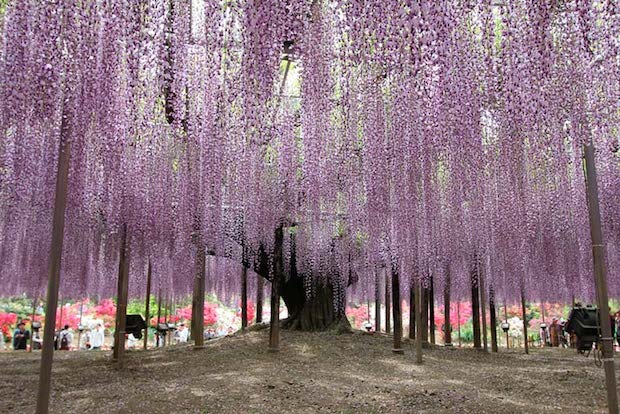 Wisteria flowers at Ashikaga Park